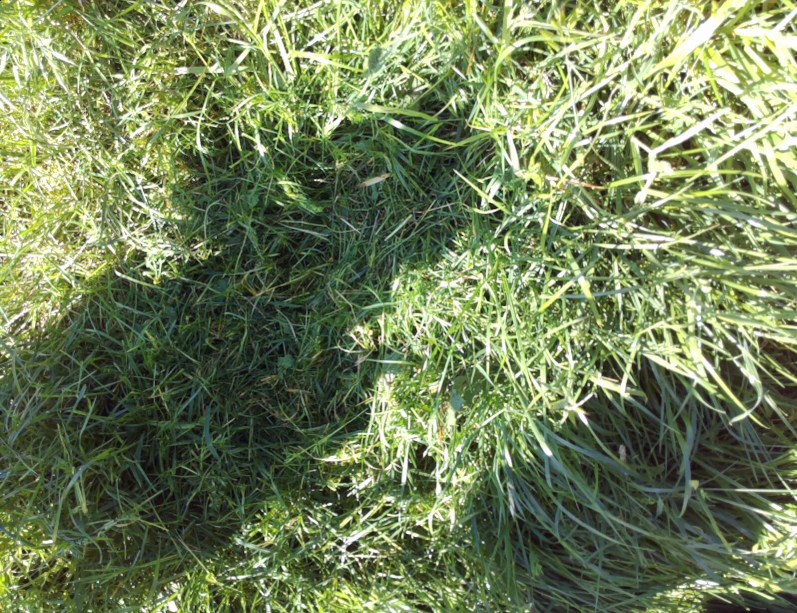 After weeding