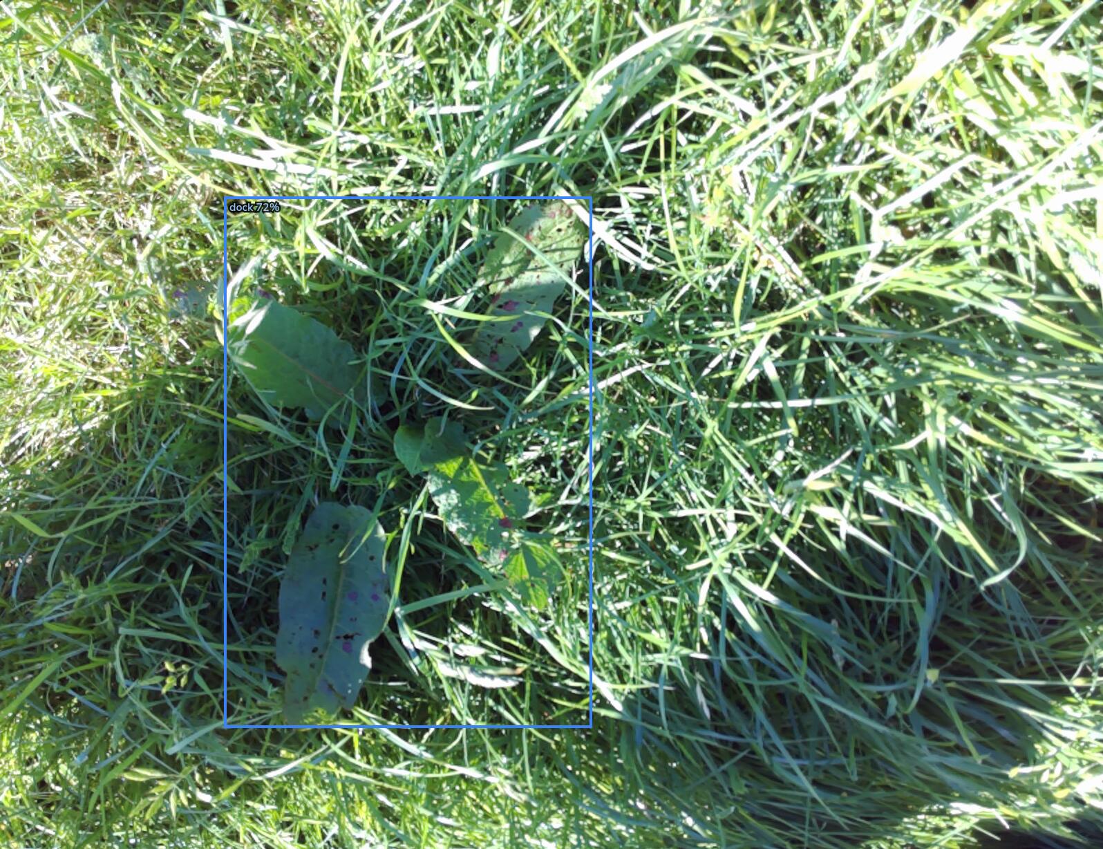 Before weeding