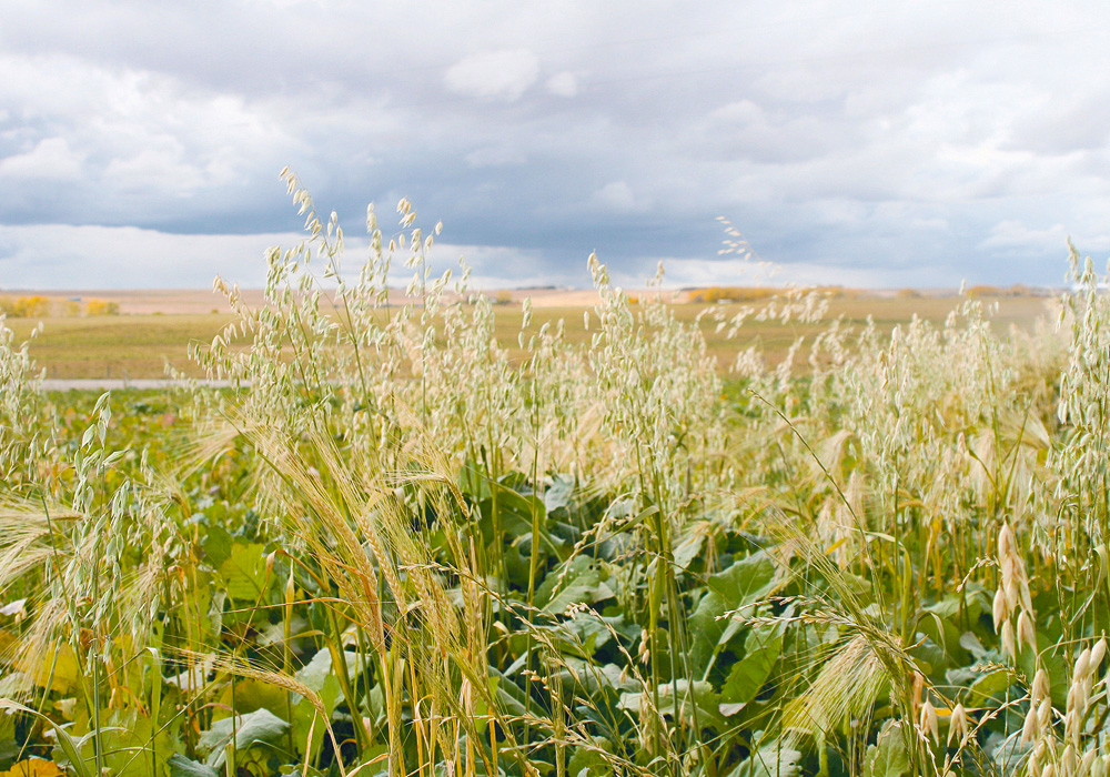 Sustainable Agriculture Practices